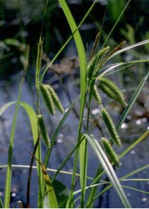 Carex pseudocyperus L. attēls