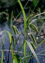 Carex pseudocyperus L. attēls