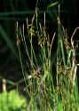 Carex pulicaris L. attēls