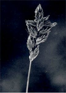 Carex reichenbachii Bonnet attēls