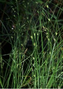 Carex remota L. attēls