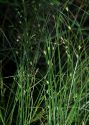 Carex remota L. attēls