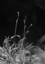 Carex rhizina Blytt ex Lindblom attēls