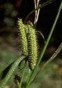 Carex rhynchophysa C.A.Mey. attēls