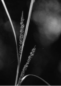 Carex riparia Curtis attēls