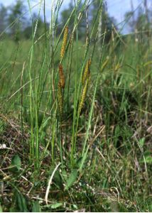 Carex rostrata Stokes attēls