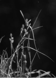 Carex scandinavica E.W.Davies attēls