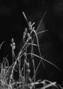 Carex scandinavica E.W.Davies attēls