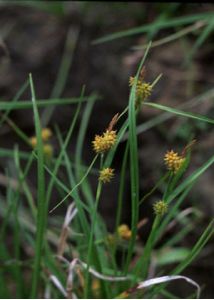 Carex serotina Mérat attēls