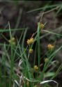 Carex serotina Mérat attēls