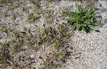 Carex stenophylla Wahlenb. attēls