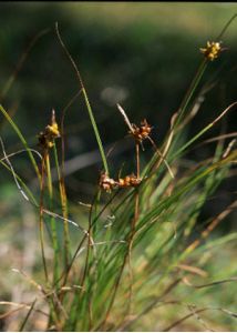 Carex supina Willd. ex Wahlenb. attēls