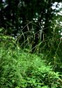 Carex sylvatica Huds. attēls