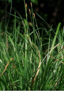 Carex vaginata Tausch attēls