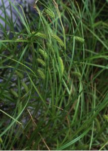 Carex vesicaria L. attēls