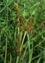 Carex vulpina L. attēls