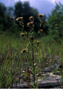 Carlina vulgaris L. attēls