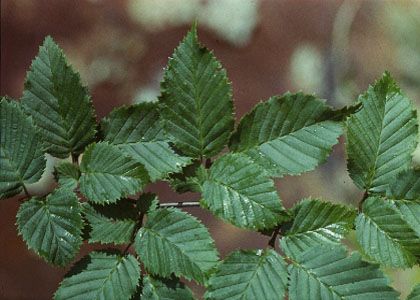 Carpinus betulus L. attēls