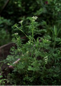 Caucalis platycarpos L. attēls