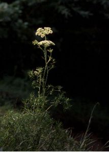 Cenolophium denudatum (Hornem.) Tutin attēls