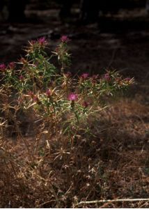 Centaurea calcitrapa L. attēls