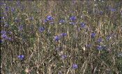 Centaurea cyanus L. attēls