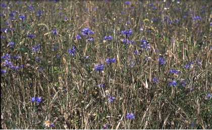 Centaurea cyanus L. attēls