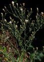 Centaurea diffusa Lam. attēls