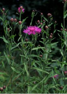 Centaurea jacea L. attēls