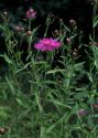 Centaurea jacea L. attēls