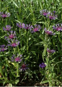 Centaurea montana L. attēls