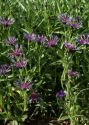 Centaurea montana L. attēls