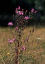 Centaurea rhenana Boreau attēls