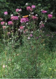 Centaurea scabiosa L. attēls