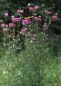 Centaurea scabiosa L. attēls