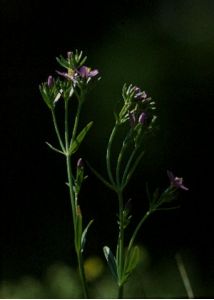 Centaurium erythraea Rafn attēls