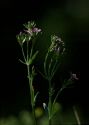 Centaurium erythraea Rafn attēls