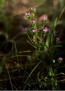 Centaurium littorale (Turner ex Sm.) Gilmour attēls