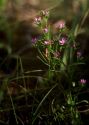 Centaurium littorale (Turner ex Sm.) Gilmour attēls