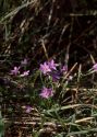 Centaurium pulchellum (Sw.) Druce attēls