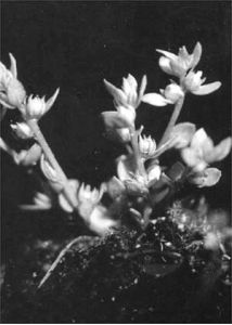 Centunculus minimus L. attēls