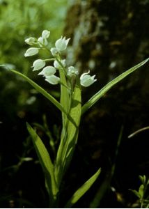 Cephalanthera longifolia (L.) Fritsch attēls