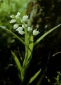 Cephalanthera longifolia (L.) Fritsch attēls