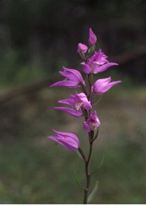 Cephalanthera rubra (L.) Rich. attēls