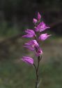 Cephalanthera rubra (L.) Rich. attēls