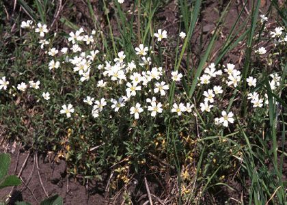 Cerastium arvense L attēls