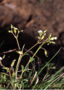 Cerastium holosteoides Fr. attēls