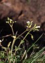 Cerastium holosteoides Fr. attēls