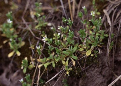 Cerastium semidecandrum L. attēls