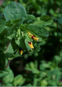 Cerinthe major L. attēls